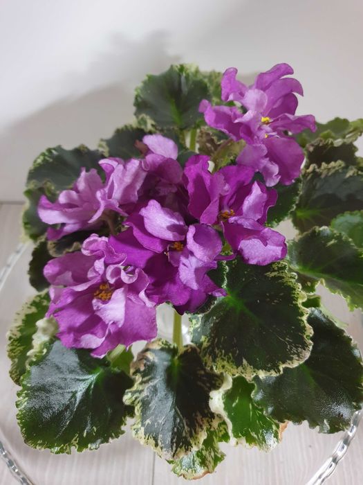 Фиалка лучший подарок.