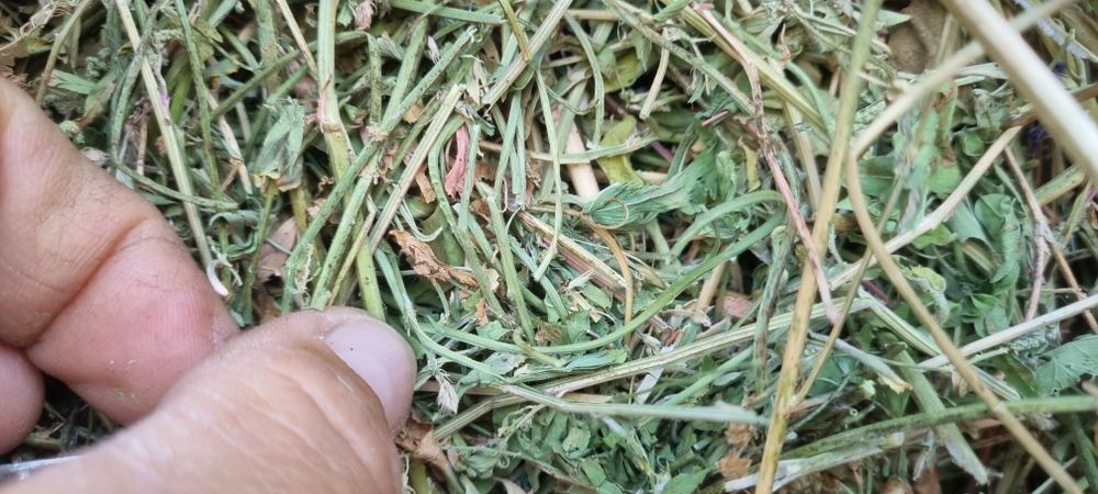 Жонышка люцерна прес