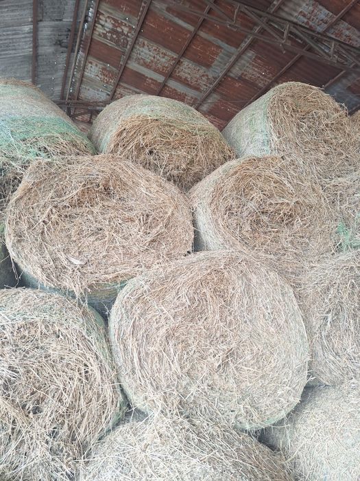 Vindem baloti rotunzi de lucernă!