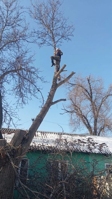 Спил деревьев обрезка дерево