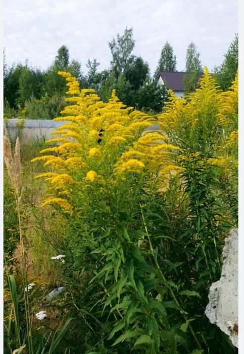 Продам корни золотарника