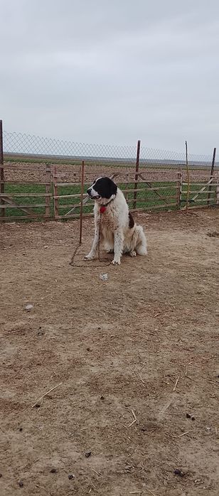 Vând un berbecuț și ²mele și un mascul