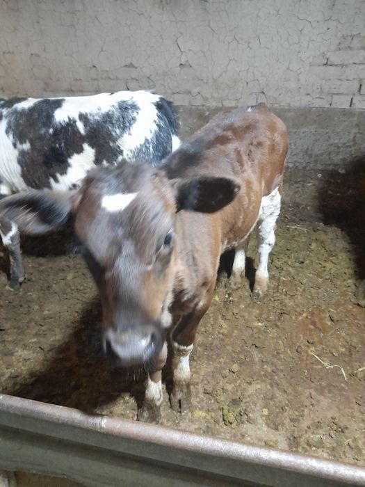 Продам 2бас бузау.