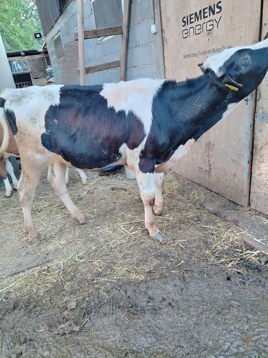 Tauras 7 luni Holstein
