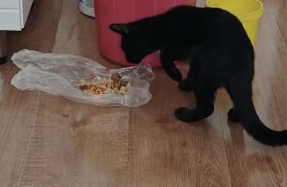 Кот/Кошка потерялся