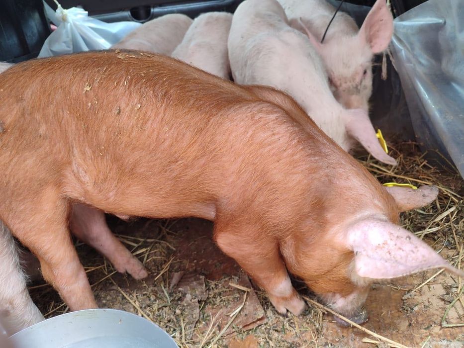 Поросята 2 месяца