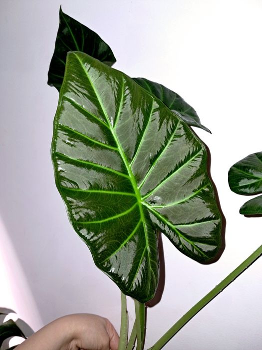 Алоказия.           .