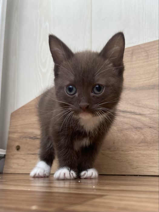 Котенок в добрые руки