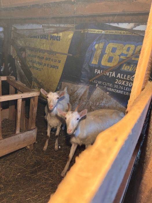 Capre de rasa saneen