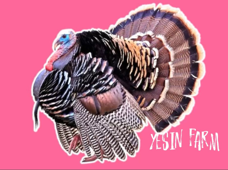 Бронза 708 инкубационные яйца индюков — стабильный вывод птенцов