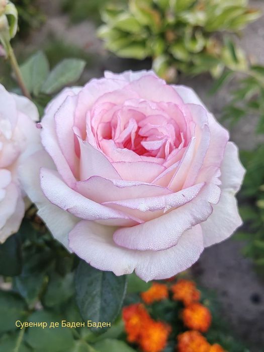 Atirgul ko'chatllariga zakaz olamiz