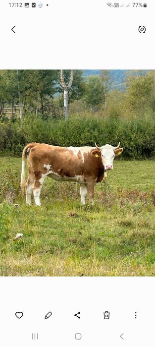 De vînzare vacă și jurincă