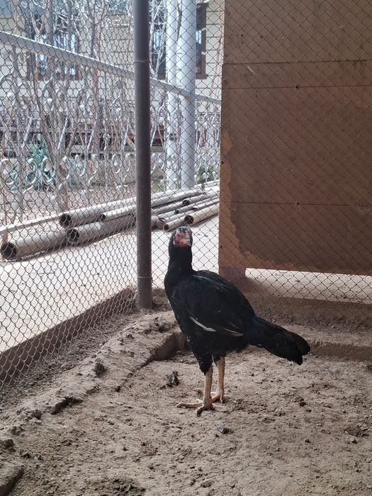 Бойцовая курица.