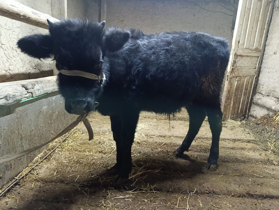 Продается бычок домашний