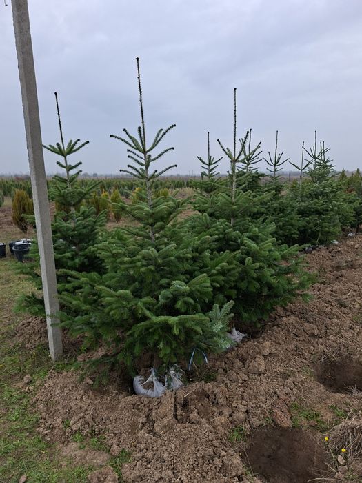 Brazi argintii, Brazi verzi, puieti brad, molid argintiu, brazi balot de pământ