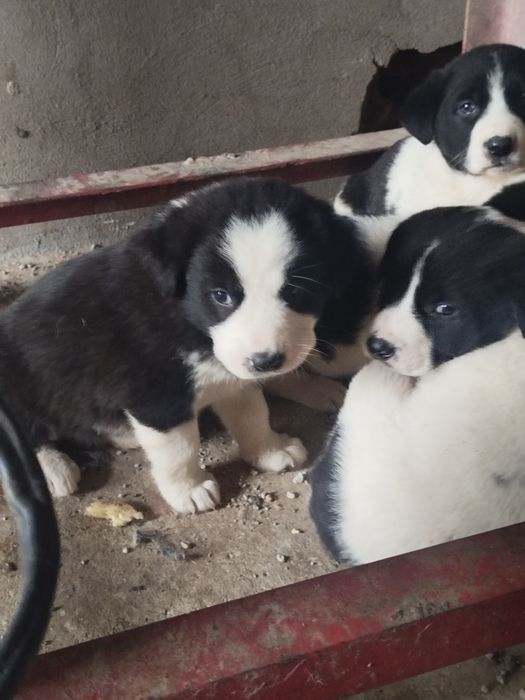 Продаются щенки Алабая