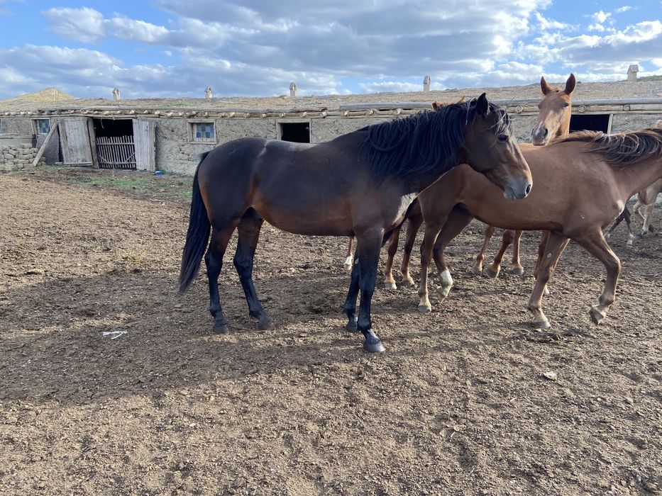 Айғыр 5 жаста ..