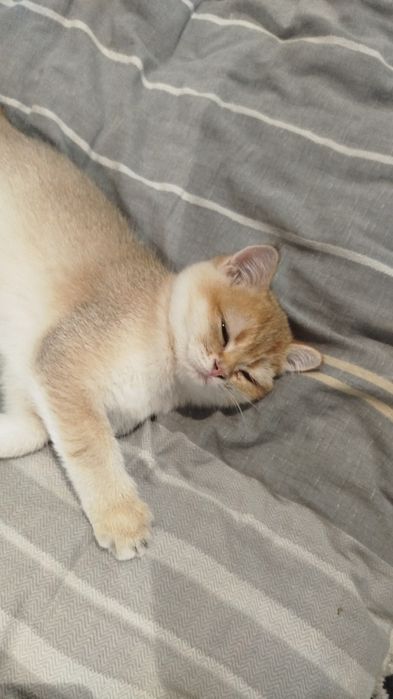 Британская золотая шиншилла, девочка, возраст 4 месяца.