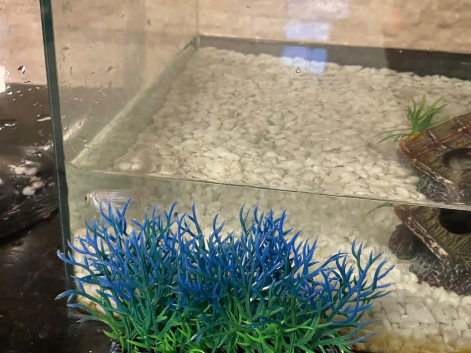 Аквариум 60 л,аквариум 5 л,филтър украса