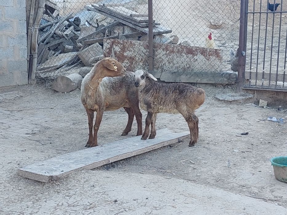 Жас қозылы қой сатылады