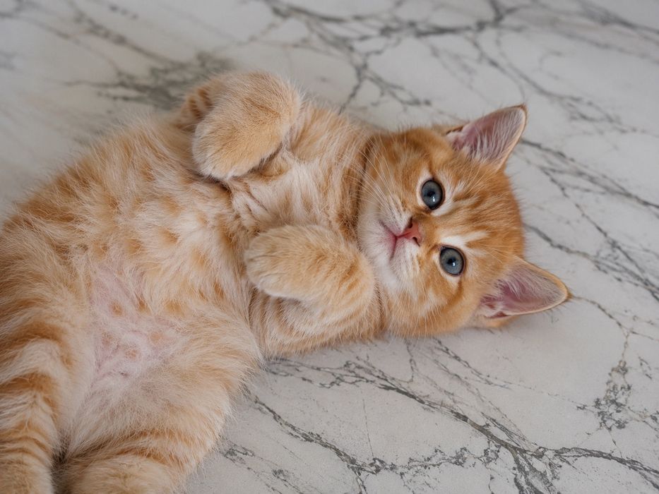 Отдам котята даром