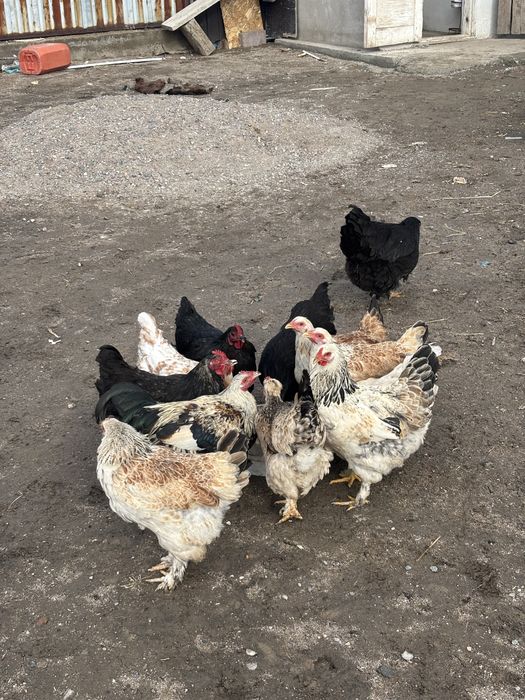 Продам домашних курей