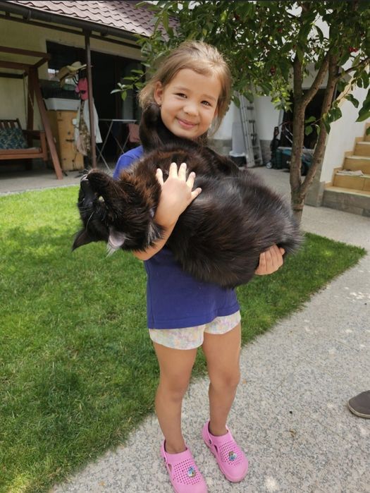 Супер-котята от Чемпиона / есть Рассрочка до 24 мес!