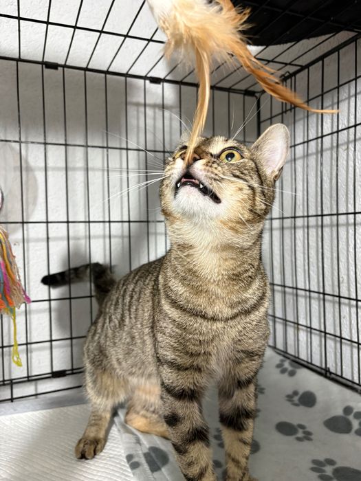 Ponti, motanel castrat pentru adoptie