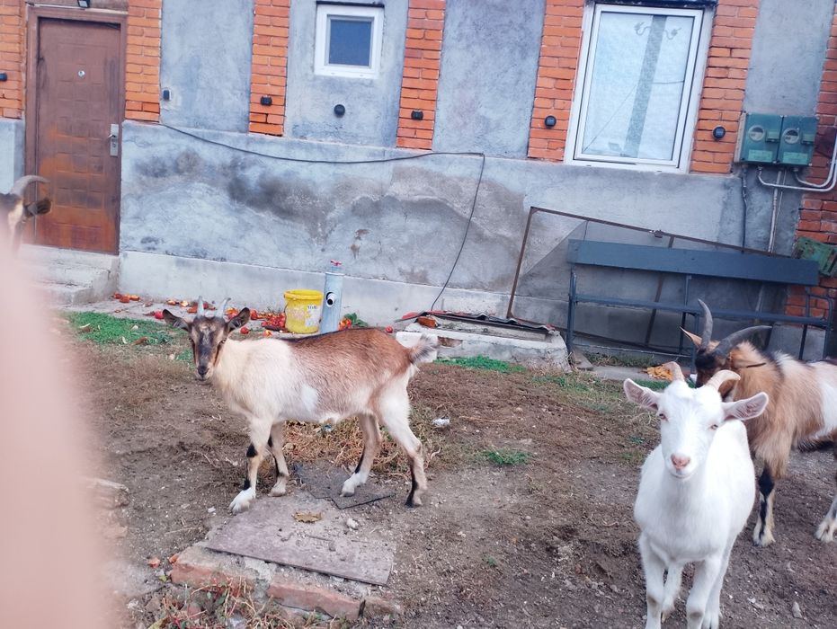 Vând capre rasa carpatină