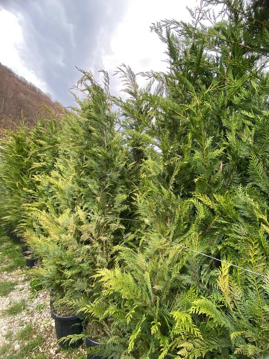 Plante Ornamentale pentru Amenajari Peisagistice