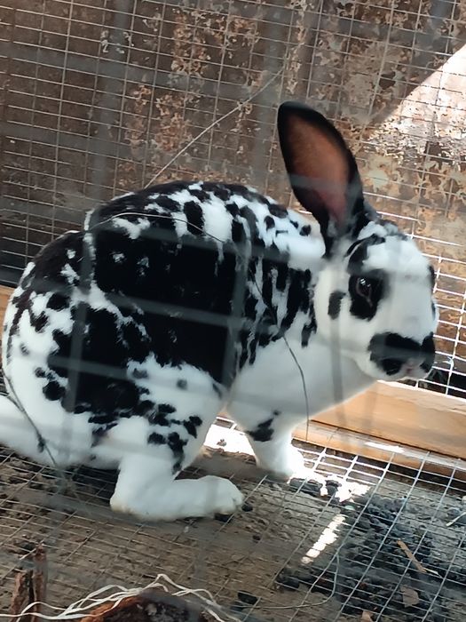 Quyonlar sotiladi