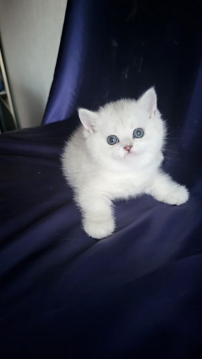 Серебристые шиншиллы