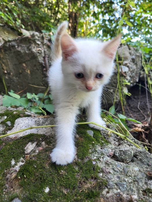 3 котенка бесплатно