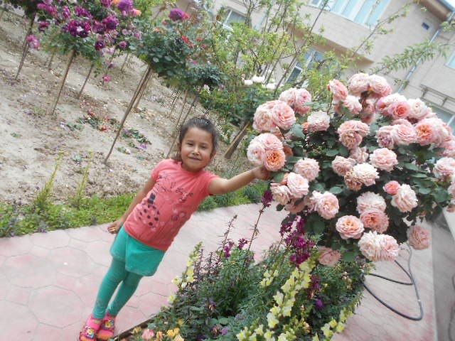 shtamp atirgul, hovli uchun gul, штампвий atirgul gullar