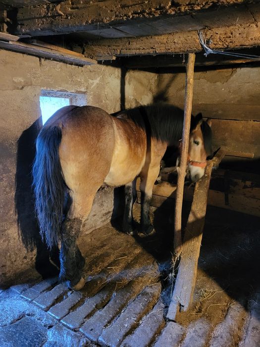 Vand harmasar sau schimb