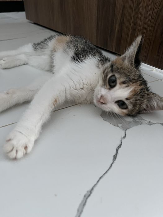 Отдам котенка в добрые руки