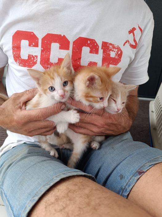 Котята мальчики, 1 мес