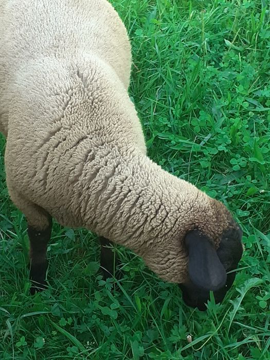 Miei de vânzare Suffolk