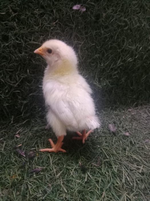 Продам ломан браун несушка