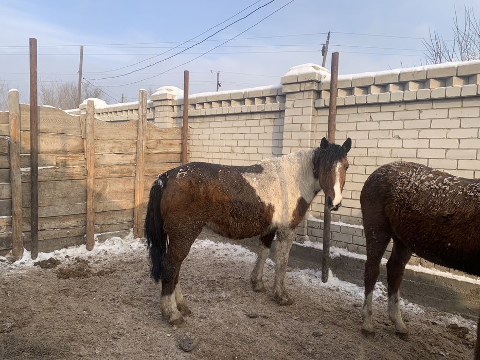 Продам лошадей упитанных 520000 тг