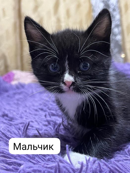 Отдам котят в хорошие руки