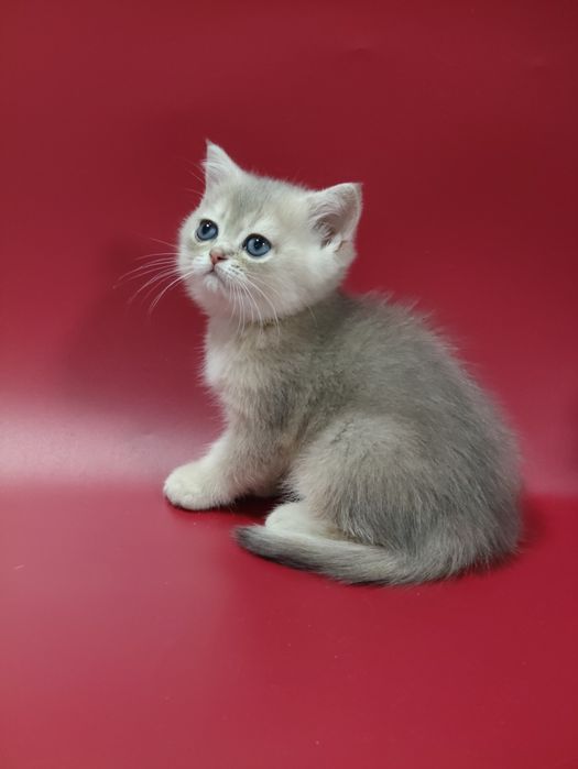 Котята Шиншиллы Бикалоры
