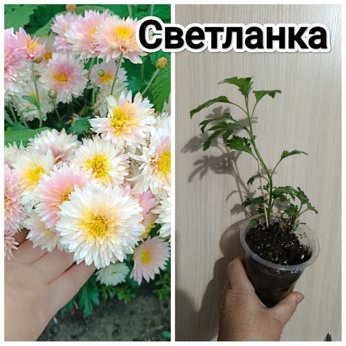 Цветы многолетние кжби