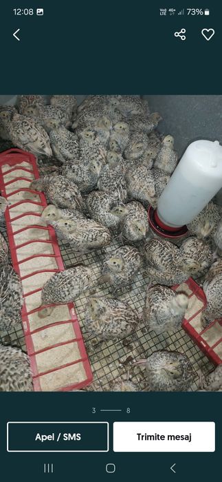 Prepelite jumbo gold gigant polara și japoneza!