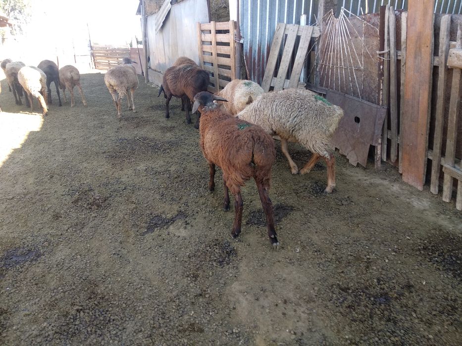 Козы сатам/ продам ягнят