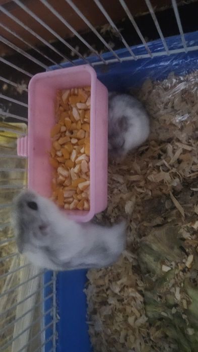 Хомячки джунгарские