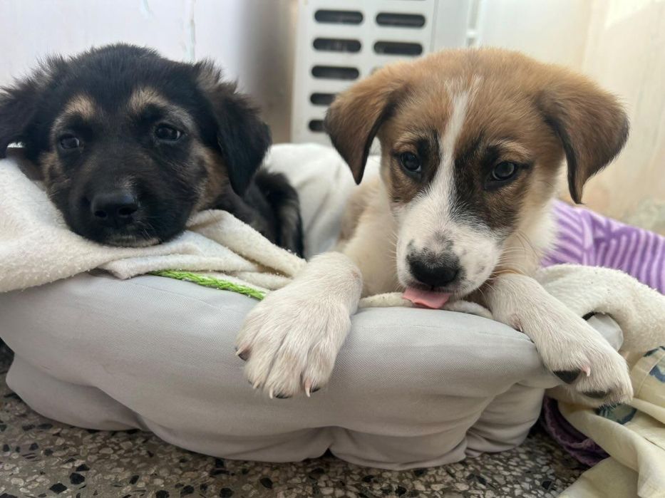 Рокси и Лара търсят дом