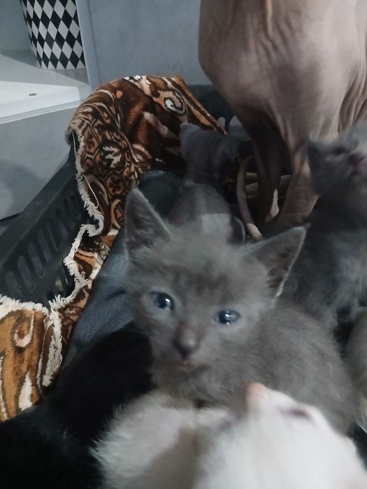 Отдам котят в хорошие руки