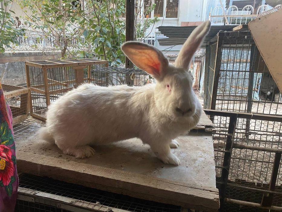 Фландр куйонлар сотилади