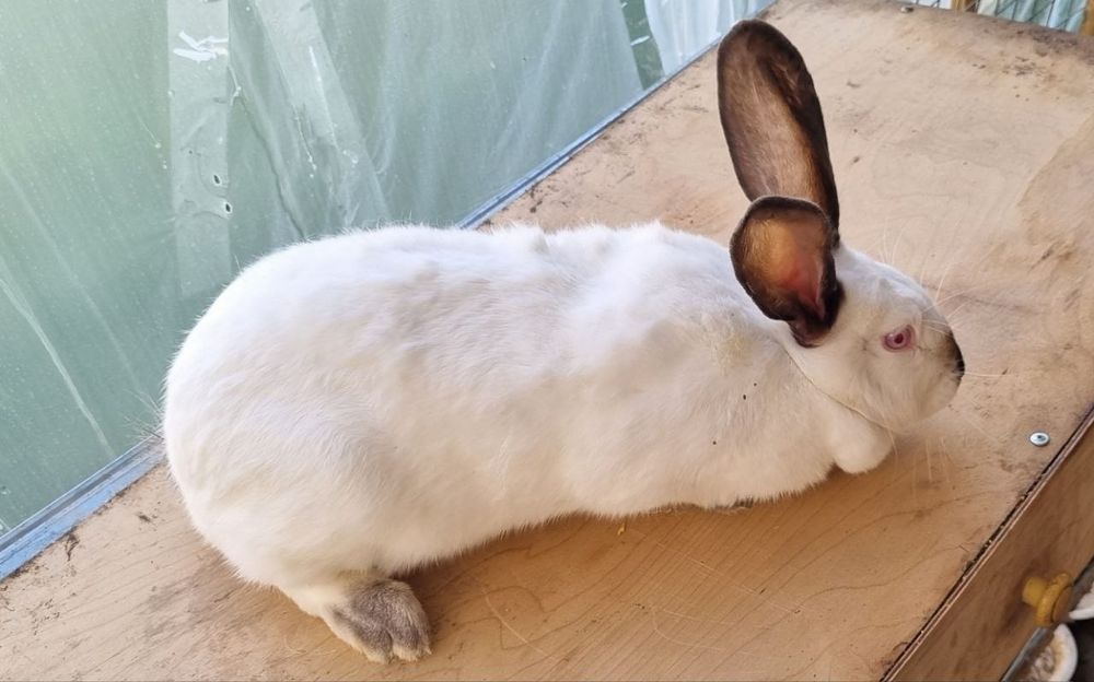 Зотли қуёнлар сотилади.